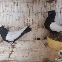 سینه سیاه