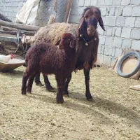 بره 35تا50کیلوی