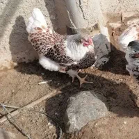تخچه ویاندونت آمریکا