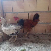 خروس گردن لختی ۴ ماهه