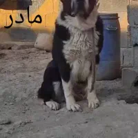 پژدر|سگ|شاندیز, |دیوار