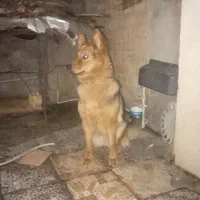 سگ ماده نژاد ژرمن