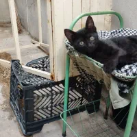 واگذاری گربه مشکی ۳ ماهه ماده