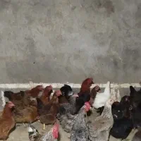 خروس لاری 1500