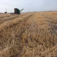خرید فروش فوری کاه گندم