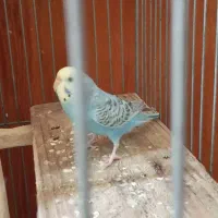 مرغ عشق سرحال وبازیگوش