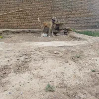 سگ خوب