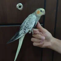 عروس هلندی دو ماهه فول دستی و چلوندنی