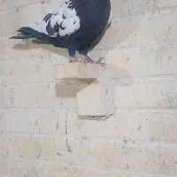 ۳عدد نرملقی شکار