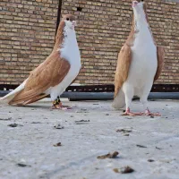 ساده زردپرتقالی