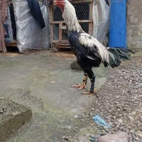 خروس لاری