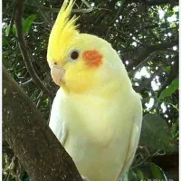عروس هلندی گمشده