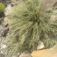 خریدارآویشن
