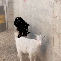 بزغاله|حیوانات مزرعه|نجف‌آباد, حومه نجف آباد|دیوار