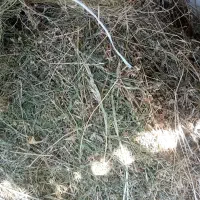 یونجه بادست بسته چین دوم گول یونجه پنج خلور