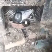 کبوتر.کفتر گمشده