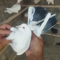 کفتر پرشی انگلیسی تهرانی پتی واله