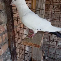 کبوتر|حیوانات|اهواز, حصیرآباد|دیوار