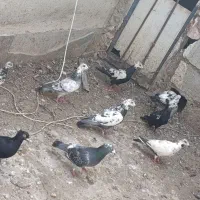 کبوتر