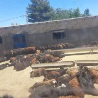 میش بدون بره