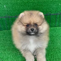 سگ پامردوسرخرسی