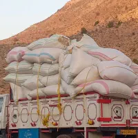 کاه عدس برای گوسفند