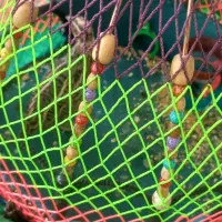 قناری پرنده کرک
