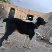 سگ سفت سفت بشرط