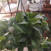 پتوس کاسه‌ای سایز درشت آویزدار