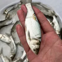 بچه ماهی فیتواک 100گرمی موجودی 5000عدد قیمت 20تومن