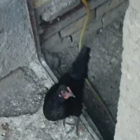 فروش ۶ عدد مرغ