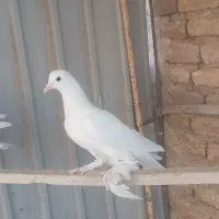 تزیینی.لوتی تبریزی