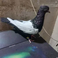 جوجه نر سینه سیاه نک سفید