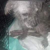 سگ پیدا شده