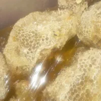 عسل کوهی(رکو)