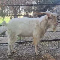 نری سانن اصیل وبز پاکستانی