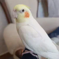 عروس هلندی دستی و سخنگو