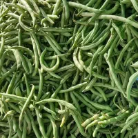 لوبیا محلی سبز