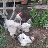 تخم برهما لایت رومانی گرید A