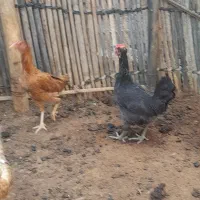 دوعدد مرغ یه چابهاری یه محلی
