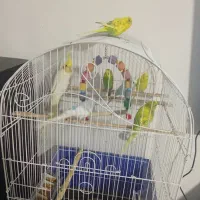 مرغ عشق معاوضه با برزیلی