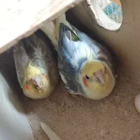 یک جفت عروس هلندی