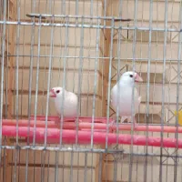 فنچ نرگسی