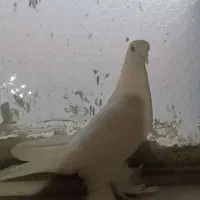 کفتر تبریزی