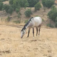 اسب|اسب و تجهیزات اسبسواری|بانه, |دیوار