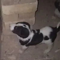 توله سرابی اصیل