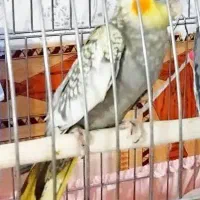 عروس هلندی
