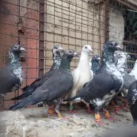 گوپره سفید بزک پلاکی
