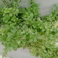 ملک مسکونی
