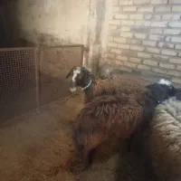 دوعددافشار